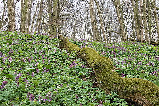 紫堇属,遮盖,林中地面,黑森州,德国,欧洲