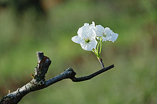 油菜花,春天,春季