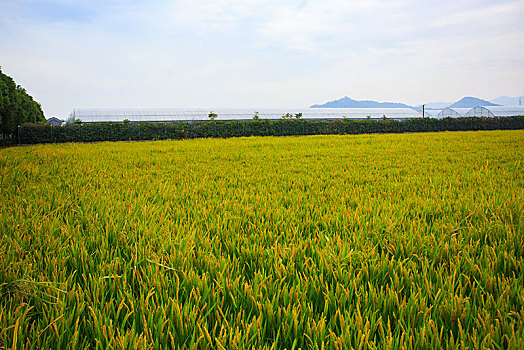稻田,水稻