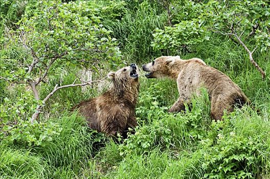 棕熊,一对,咆哮,堪察加半岛,俄罗斯