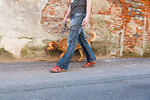 男人,遛狗,街上,诺瓦拉,意大利