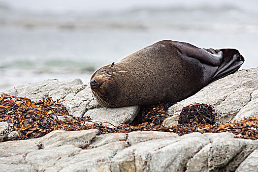 新西兰海豹,毛海狮,睡觉,石头,坎特伯雷地区,新西兰,大洋洲