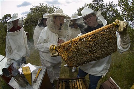 蜜蜂,意大利蜂,生物学家,学生,检查,蜂窝状,遮盖,巴伐利亚,德国