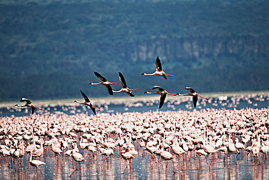 肯尼亚,纳库鲁湖国家公园,小红鹳,飞行,大幅,尺寸