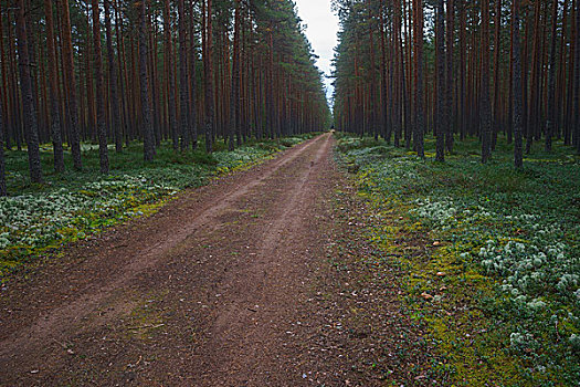 笔直,景色,松树,树林,莱尔西玛,爱沙尼亚