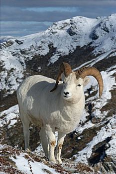 野大白羊,白大角羊,雪景,德纳里峰,国家公园,阿拉斯加,美国