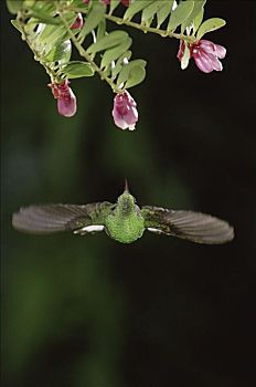 蜂鸟,飞,靠近,石南,花,雾林,哥斯达黎加