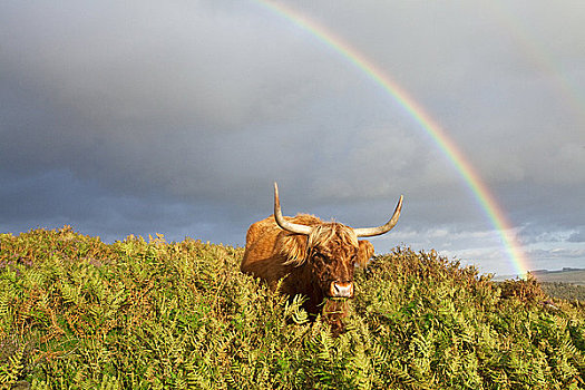 英格兰,德贝郡,边缘,风暴,天空,产生,彩虹,上方,高原牛,峰区国家公园