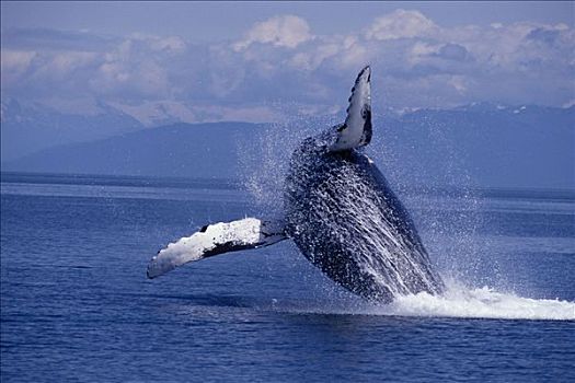 驼背鲸,鲸跃,弗雷德里克湾,夏天