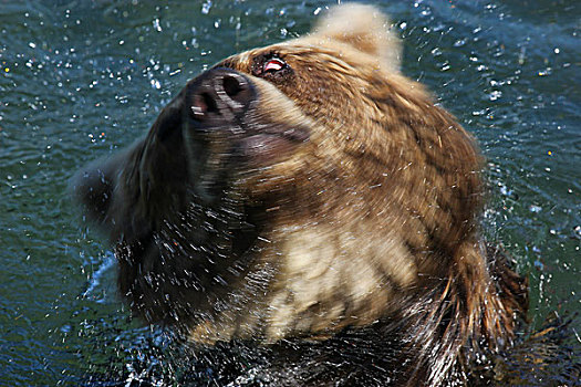 棕熊,抖动,堪察加半岛,俄罗斯,欧洲