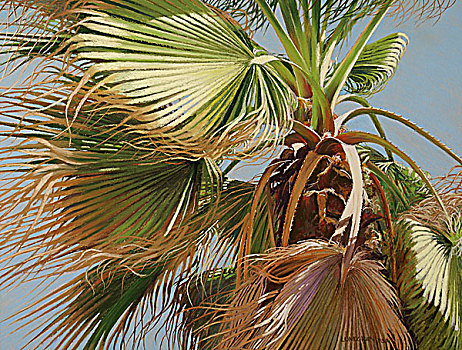 十二月,棕榈树