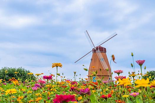 苏州市澄喜花田夏季风光