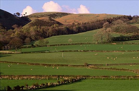 春天,农场,场景,绵羊,湖区,英格兰