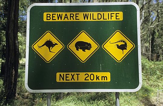 警告标识,野生动物,水牛,国家公园,维多利亚