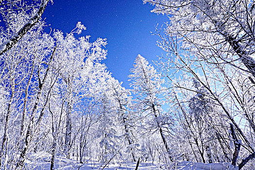 羊草山,雪乡,雪景,东北,黑龙江,牡丹江