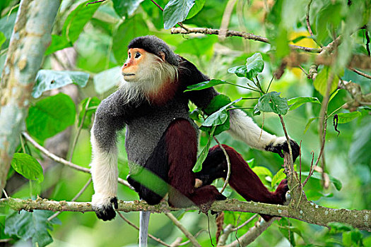 叶猴,成年,坐在树上