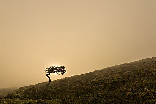 孤树,风吹,树,草地,正面,雾状,晨空,岛屿,亚速尔群岛,葡萄牙,欧洲
