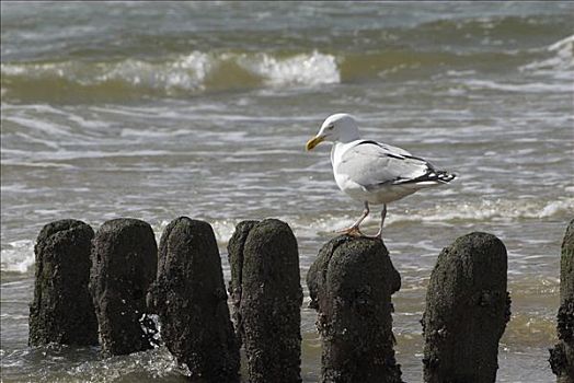银鸥,海滩,德国