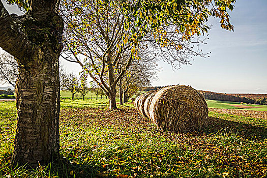 圆,干草堆,排列,秋天,场景
