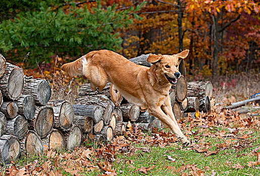 金毛猎犬,狗,女性,跳跃,木头,堆
