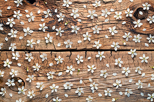 春花,木头,背景
