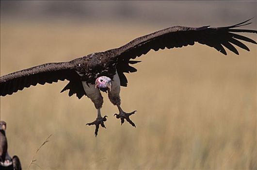 肉垂秃鹫,努比亚秃鹫,降落