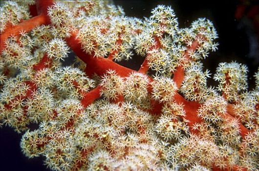 珊瑚虫,柳珊瑚虫
