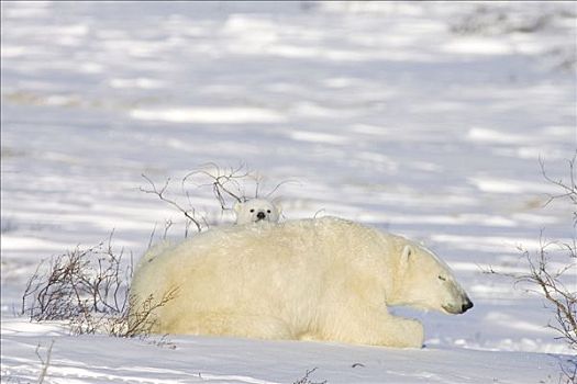 北极熊,雌性,星期,老,幼兽,苔原,北极