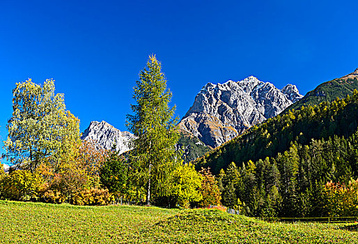 秋天,山地牧场,恩加丁,瑞士,欧洲