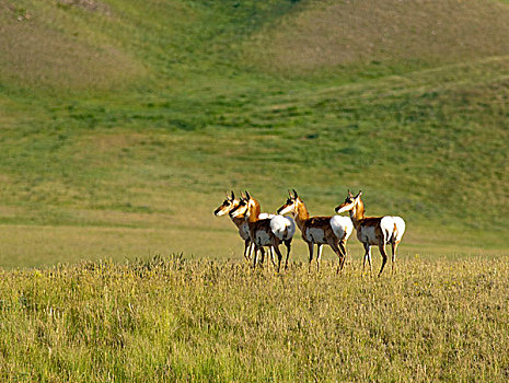 叉角羚,靠近,蒙大拿