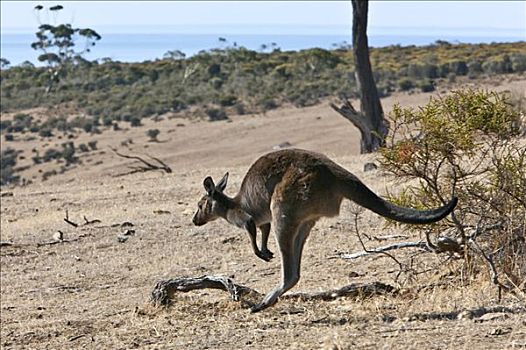 澳大利亚,南,西部灰袋鼠,只有,物种,袋鼠,岛屿,卧,阿德莱德市,澳洲南部