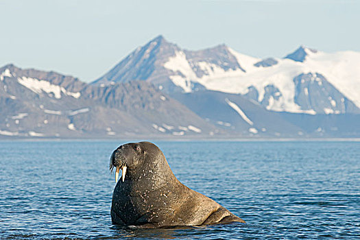 格陵兰,海洋,挪威,斯瓦尔巴群岛,斯匹次卑尔根岛,海象,雄性动物,浅水,海岸