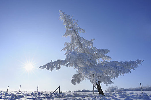 积雪,针叶树,山峦,黑森州,德国