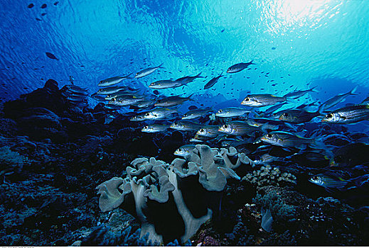 水下视角,珊瑚礁,贝劳,密克罗尼西亚