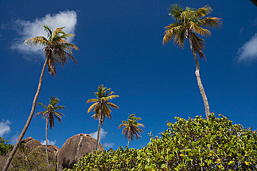 英属维京群岛,维京果岛,棕榈树