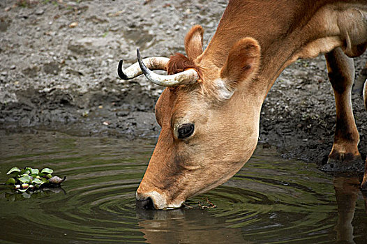 家牛,母牛,喝,水塘