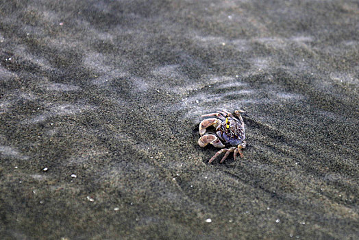 海滩上的螃蟹