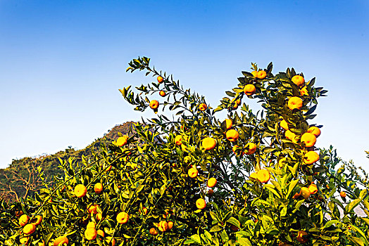 阳光下山区果园里成熟的柑桔
