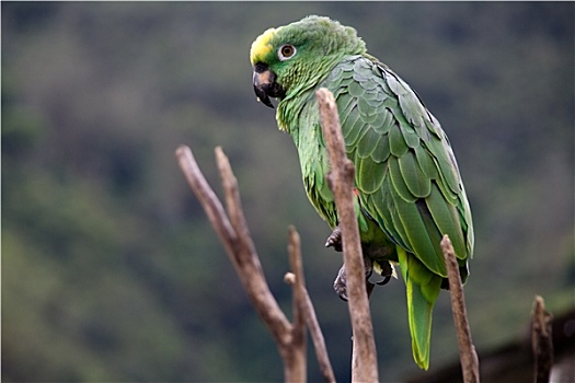 绿色,哥斯达黎加,鹦鹉,宽