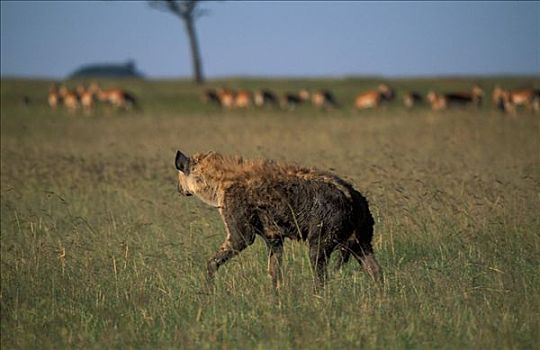 猎捕,鬣狗,斑鬣狗,马赛马拉,肯尼亚
