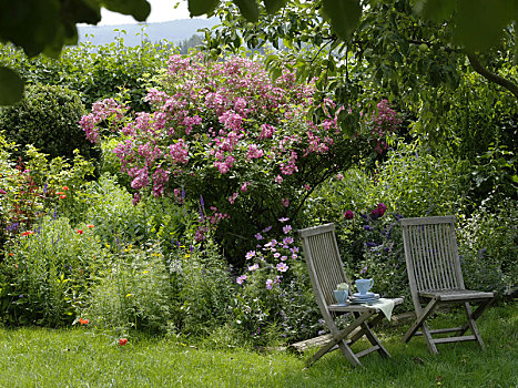 座椅,地点,荫凉,苹果树,粉色,美洲,柱子