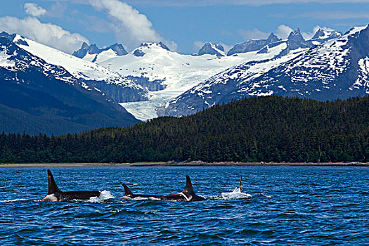 合成效果,逆戟鲸,表面,通道,靠近,背景,东南阿拉斯加,夏天