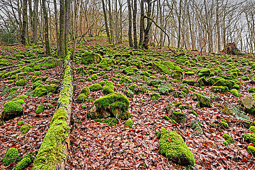 枯木,自然保护区,丛林,靠近,莱茵兰普法尔茨州,德国