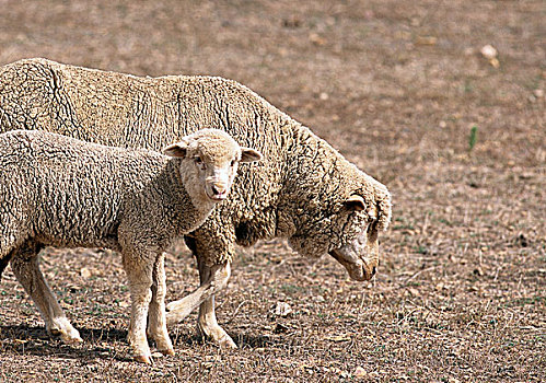 绵羊,羊羔,西海角,南非