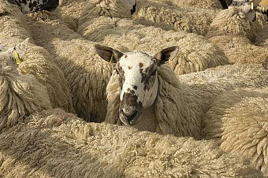 英格兰,北约克郡,绵羊,畜栏,约克郡,展示