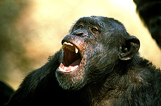 黑猩猩,类人猿,成年,叫