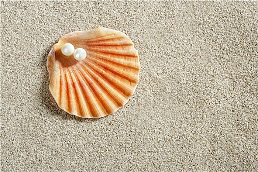 海滩,白沙,珍珠,壳,蛤蜊,微距