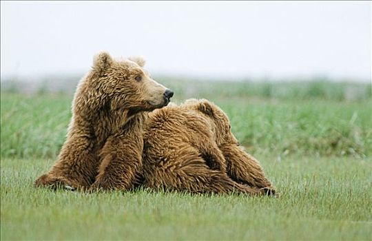 棕熊,熊,卡特麦国家公园,阿拉斯加