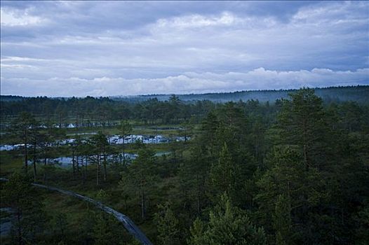 湿地,国家公园,爱沙尼亚,波罗的海国家,欧洲