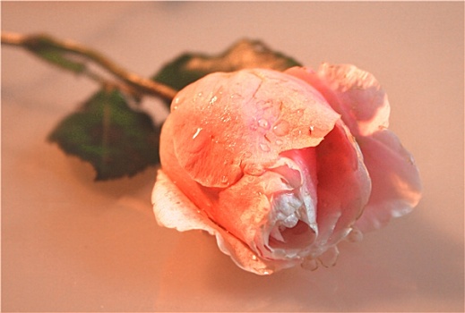 粉色,玫瑰